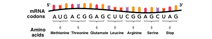 Each mRNA contains a series of codons (nucleotide triplets) that each specifies an amino acid. The correspondence between mRNA codons and amino acids is called the genetic code.

5'
AUG - Methionine
ACG - Threonine
GAG - Glutamate
CUU - Leucine
CGG - Arginine
AGC - Serine
UAG - Stop
3'