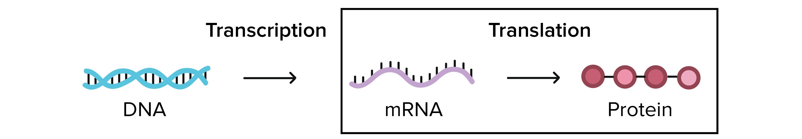 The central dogma of molecular biology states that information flows from DNA (genes) to mRNA through the process of transcription, and then to proteins through the process of translation.