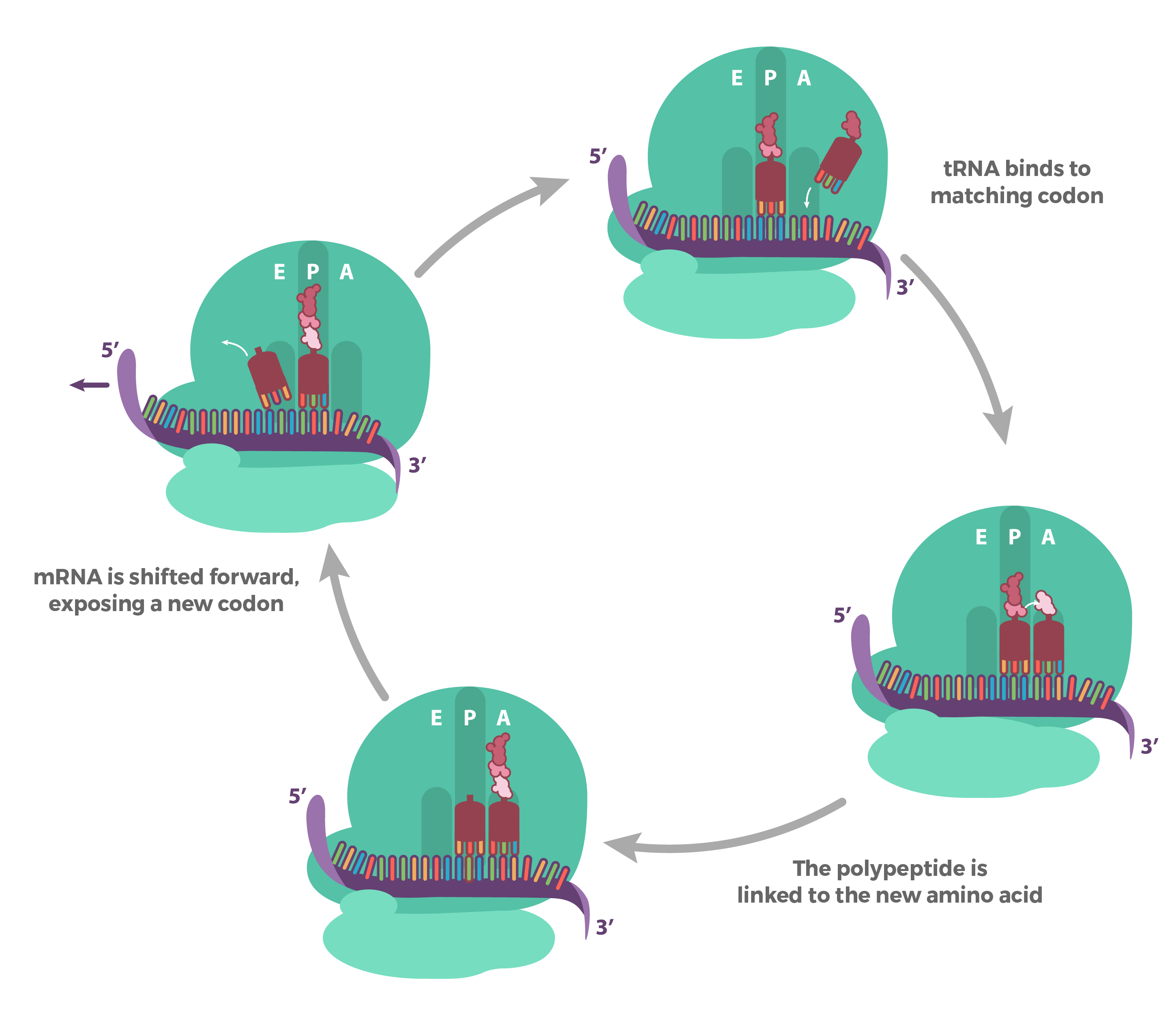 Elongation has three stages: 

1) The anticodon of an incoming tRNA pairs with the mRNA codon exposed in the A site.

2) A peptide bond is formed between the new amino acid (in the A site) and the previously-added amino acid (in the P site), transferring the polypeptide from the P site to the A site.

3) The ribosome moves one codon down on the mRNA. The tRNA in the A site (carrying the polypeptide) shifts to the P site. The tRNA in the P site shifts to the E site and exits the ribosome.