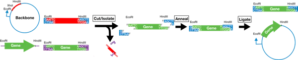 Ligation involves cutting and isolating fragments, annealing, and ligating