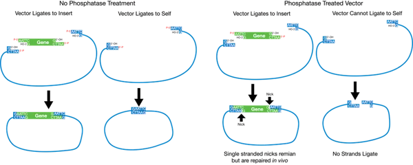 Phosphatase treatment prevents re-circularization of the backbone plasmid