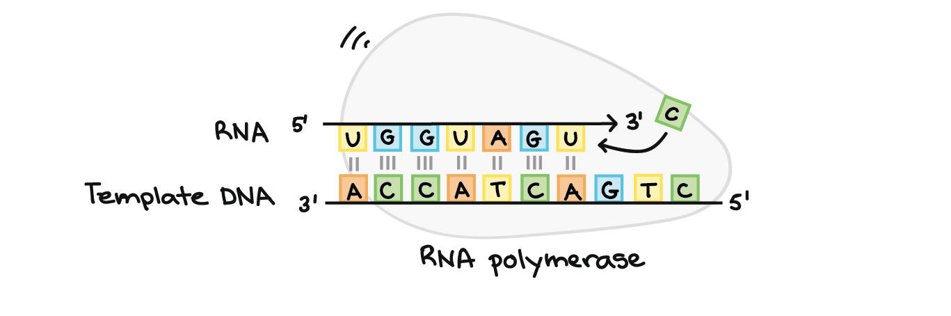 RNA polymerase synthesizes an RNA strand complementary to a template DNA strand. It synthesizes the RNA strand in the 5' to 3' direction, while reading the template DNA strand in the 3' to 5' direction. The template DNA strand and RNA strand are antiparallel.

RNA transcript: 5'-UGGUAGU...-3' (dots indicate where nucleotides are still being added at 3' end)
DNA template: 3'-ACCATCAGTC-5'