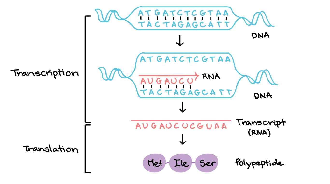 In transcription, a region of DNA opens up. One strand, the template strand, serves as a template for synthesis of a complementary RNA transcript. The other strand, the coding strand, is identical to the RNA transcript in sequence, except that it has uracil (U) bases in place of thymine (T) bases.

Example:

Coding strand: 5'-ATGATCTCGTAA-3'
Template strand: 3'-TACTAGAGCATT-5'
RNA transcript: 5'-AUGAUCUCGUAA-3'

For a protein-coding gene, the RNA transcript contains the information needed to synthesize a polypeptide (protein or protein subunit) with a particular amino acid sequence. In this case:

RNA transcript (acting as messenger RNA): 5'-AUGAUCUCGUAA-3'
Polypeptide: Met-Ile-Ser-STOP