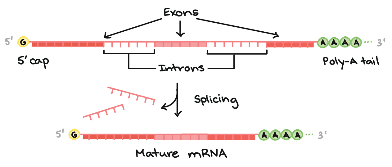Top of image: Diagram of a pre-mRNA with a 5' cap and 3' poly-A tail. The 5' cap is on the 5' end of the pre-mRNA and is a modified G nucleotide. The poly-A tail is on the 3' end of the pre-mRNA and consists of a long string of A nucleotides (only a few of which are shown).

The pre-mRNA still contains both exons and introns. Along the length of the mRNA, there is an alternating pattern of exons and introns: Exon 1 - Intron 1 - Exon 2 - Intron 2 - Exon 3. Each consists of a stretch of RNA nucleotides.

During splicing, the introns are removed from the pre-mRNA, and the exons are stuck together to form a mature mRNA.

Bottom of image:  Mature mRNA that does not contain the intron sequences (Exon 1 - Exon 2 - Exon 3 only).