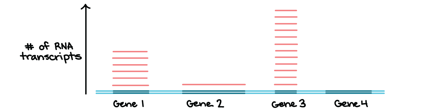 Diagram showing that individual genes are transcribed in different amounts.

A region of DNA containing four genes is shown, with the transcribed region of each gene highlighted in dark blue. The number of transcripts of each gene is indicated above the DNA (on a Y- axis). There are six transcripts of gene 1, one transcript of gene 2, twelve transcripts of gene 3, and no transcripts of gene 4.

This is not an illustration of any actual set of genes and their transcription levels, but rather, illustrates that transcription is controlled individually for genes and other transcription units.